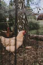 white hen on brown soil
