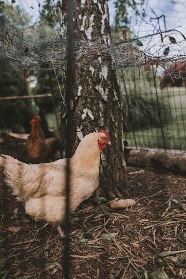 white hen on brown soil
