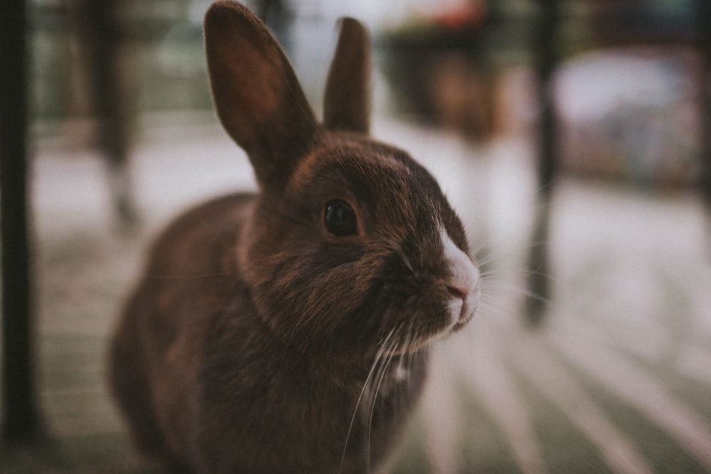 brown rabbit on white and black textile