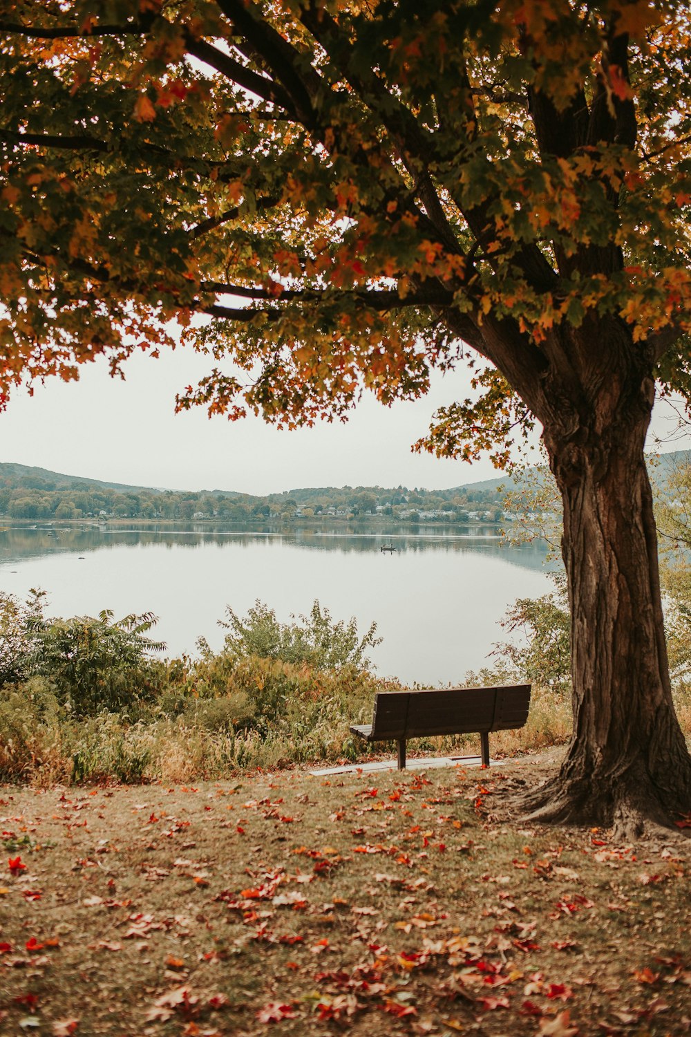 brown wooden bench near body of water during daytime