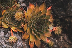 Close-up of several rosette-shaped succulents growing amidst rocky terrain. The plants have thick, pointed leaves with shades of green and hints of brown at the tips. Small young buds are visible, adding texture to the scene.