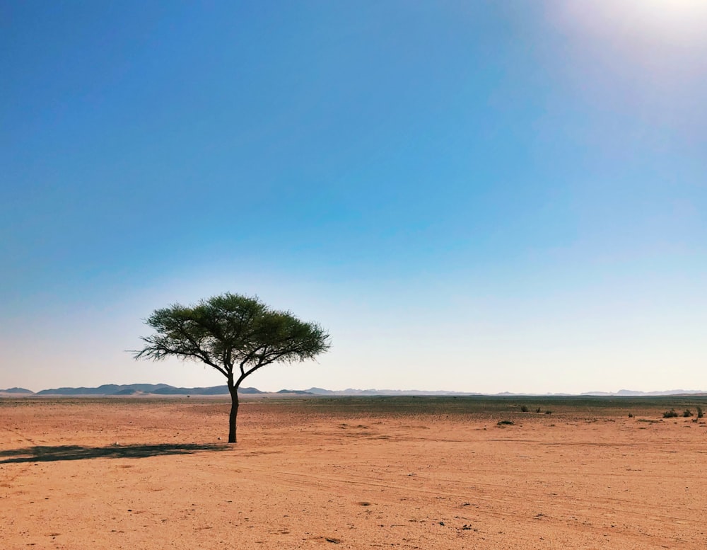 green tree on brown field under blue sky during daytime