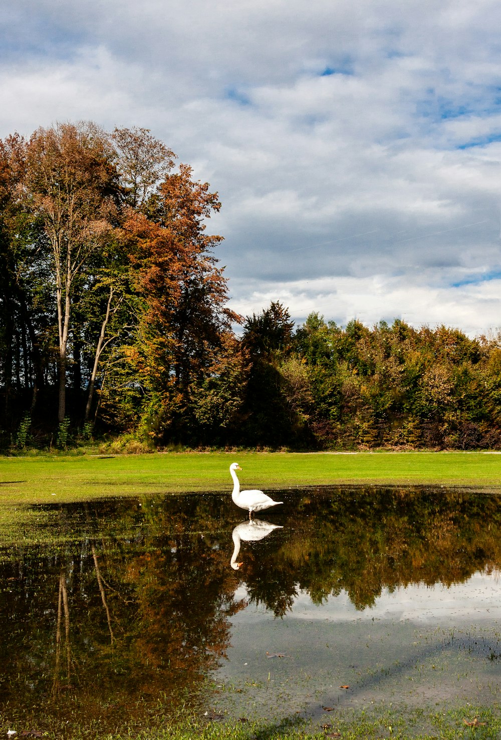 white swan on green grass field near lake under cloudy sky during daytime