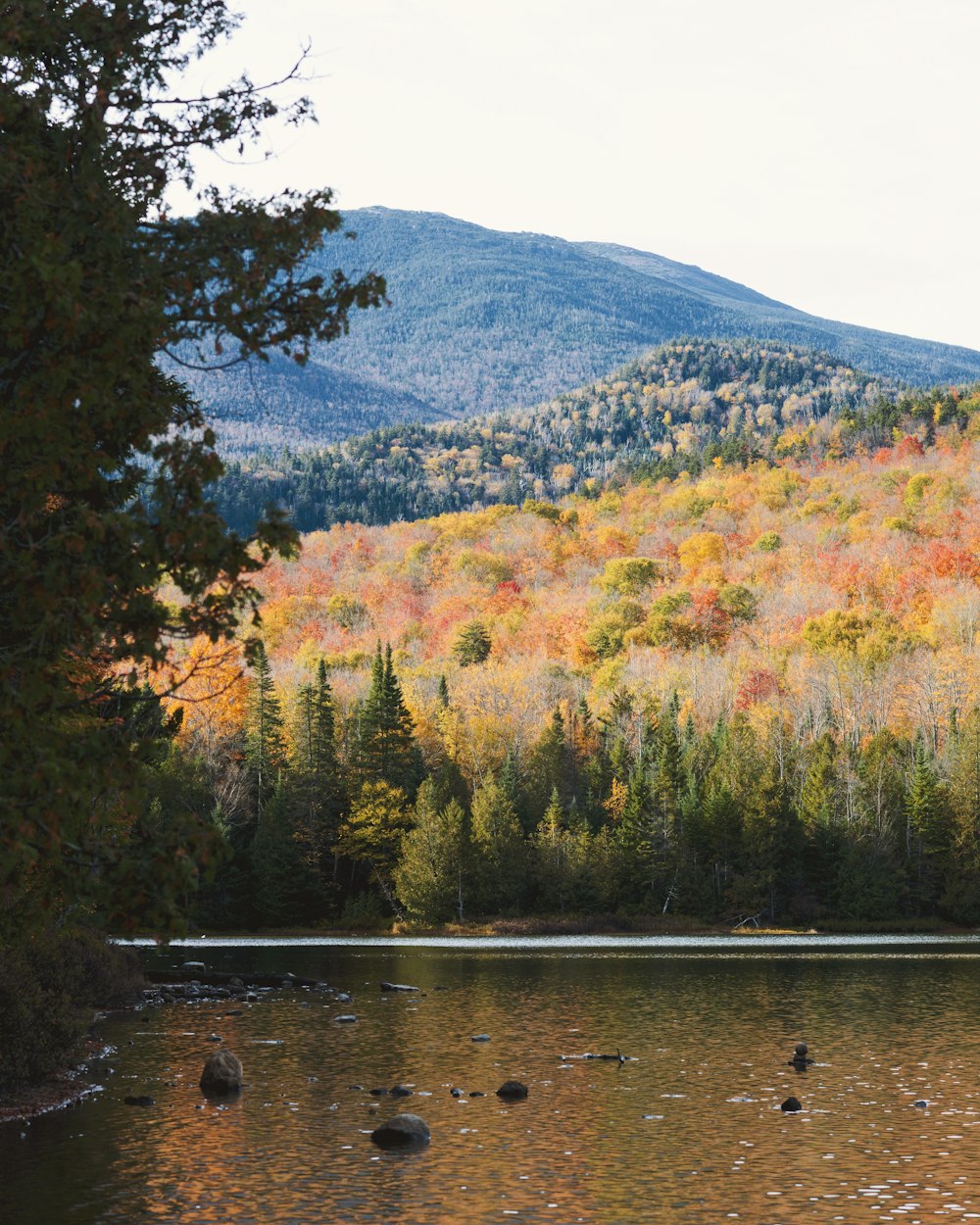 green and brown trees beside river during daytime