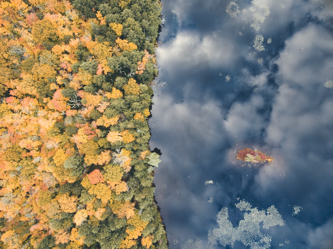 green and yellow trees under white clouds during daytime