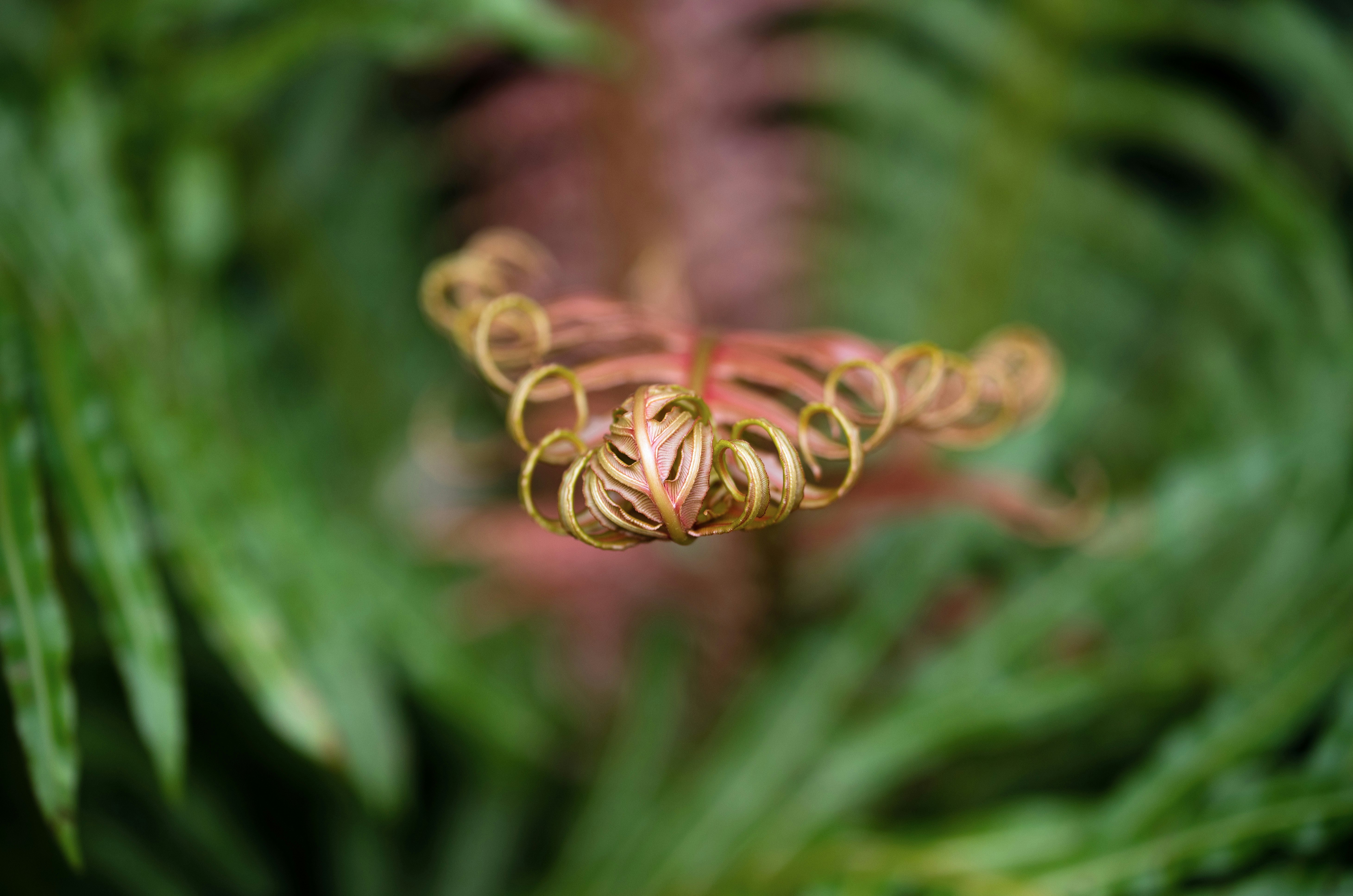 brown flower in tilt shift lens