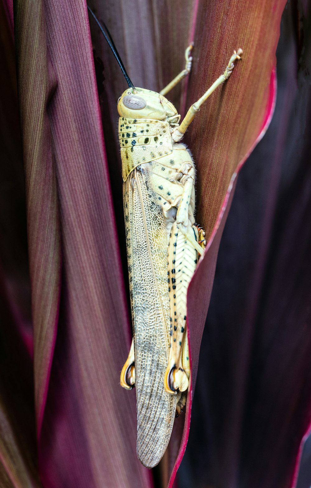 brown and black insect on brown textile