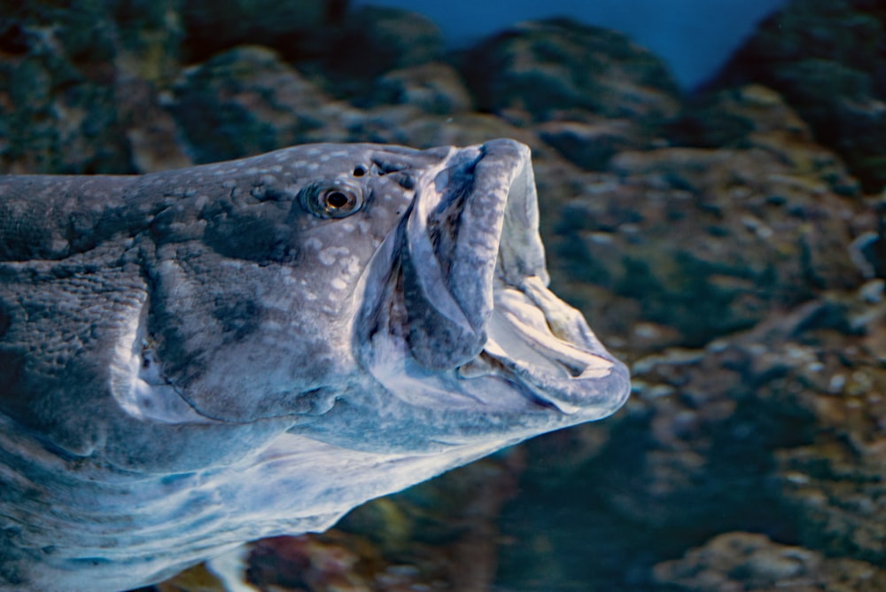 grey fish in close up photography