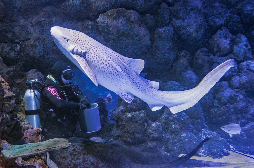 person in black wet suit holding black and white fish