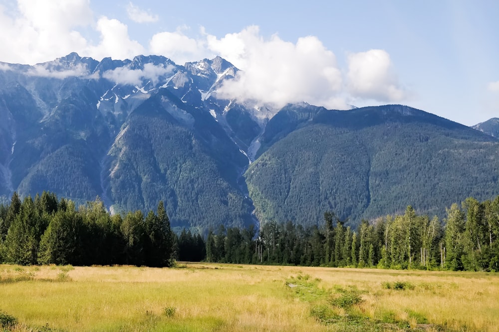 green trees and brown grass field near mountain under white clouds during daytime