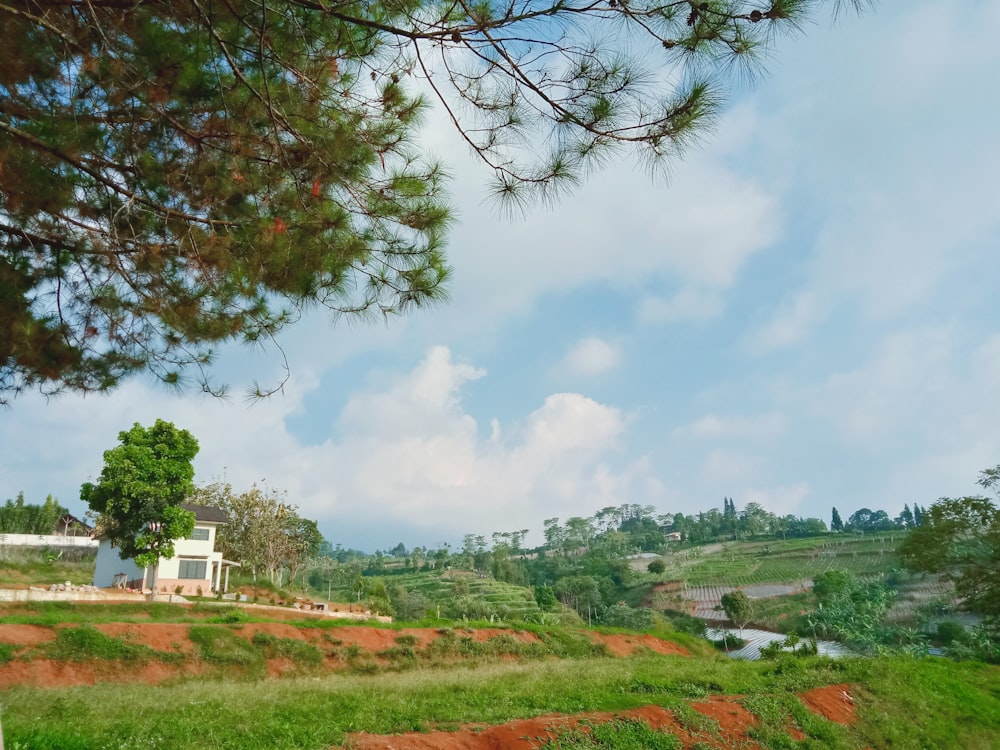 green grass field with trees and houses