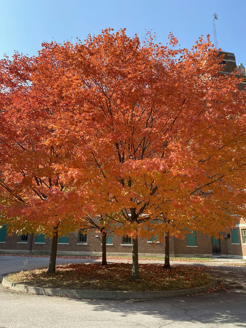 brown leaf tree near brown concrete building during daytime