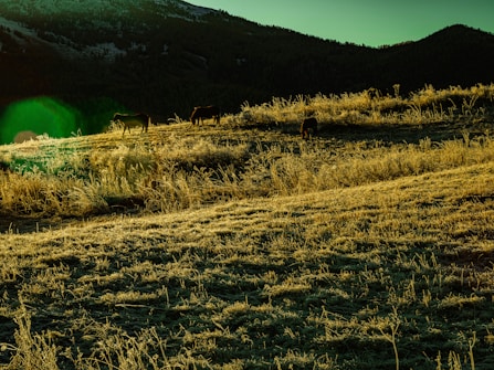 A serene landscape showcasing a grassy hillside bathed in sunlight, with a few grazing animals. The background features a densely forested mountain range under a clear sky.