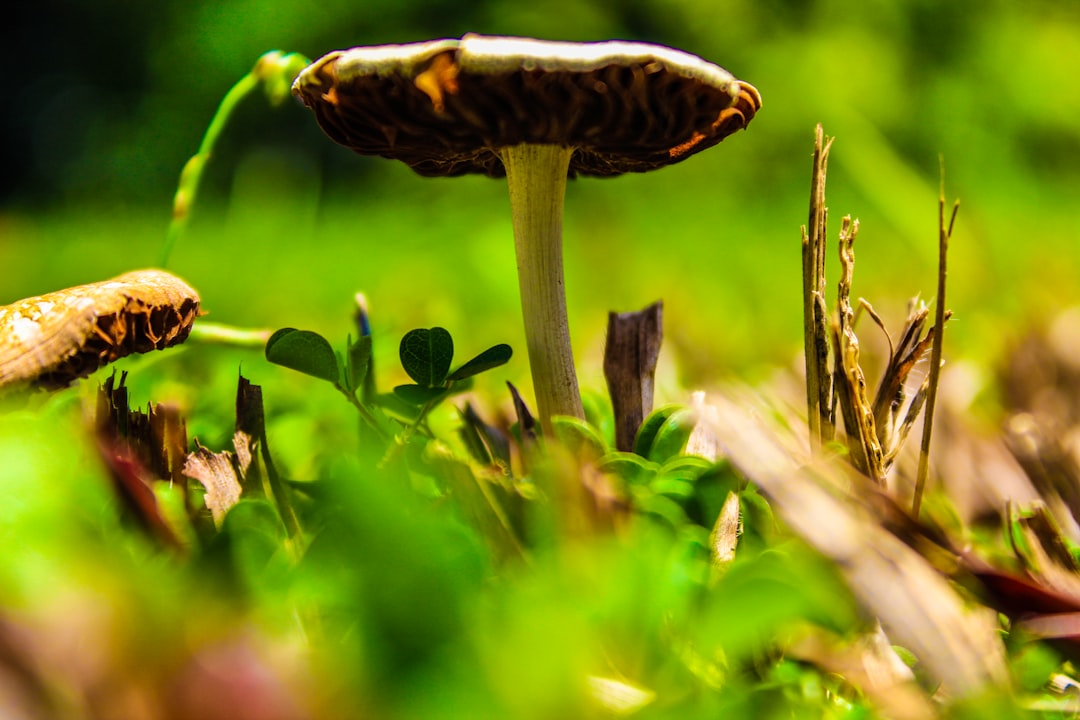 brown mushroom in green grass field during daytime