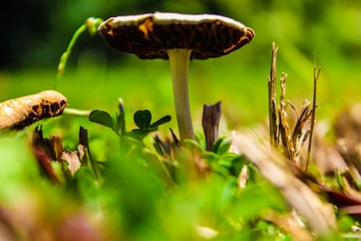 brown mushroom in green grass field during daytime suriname zoom background