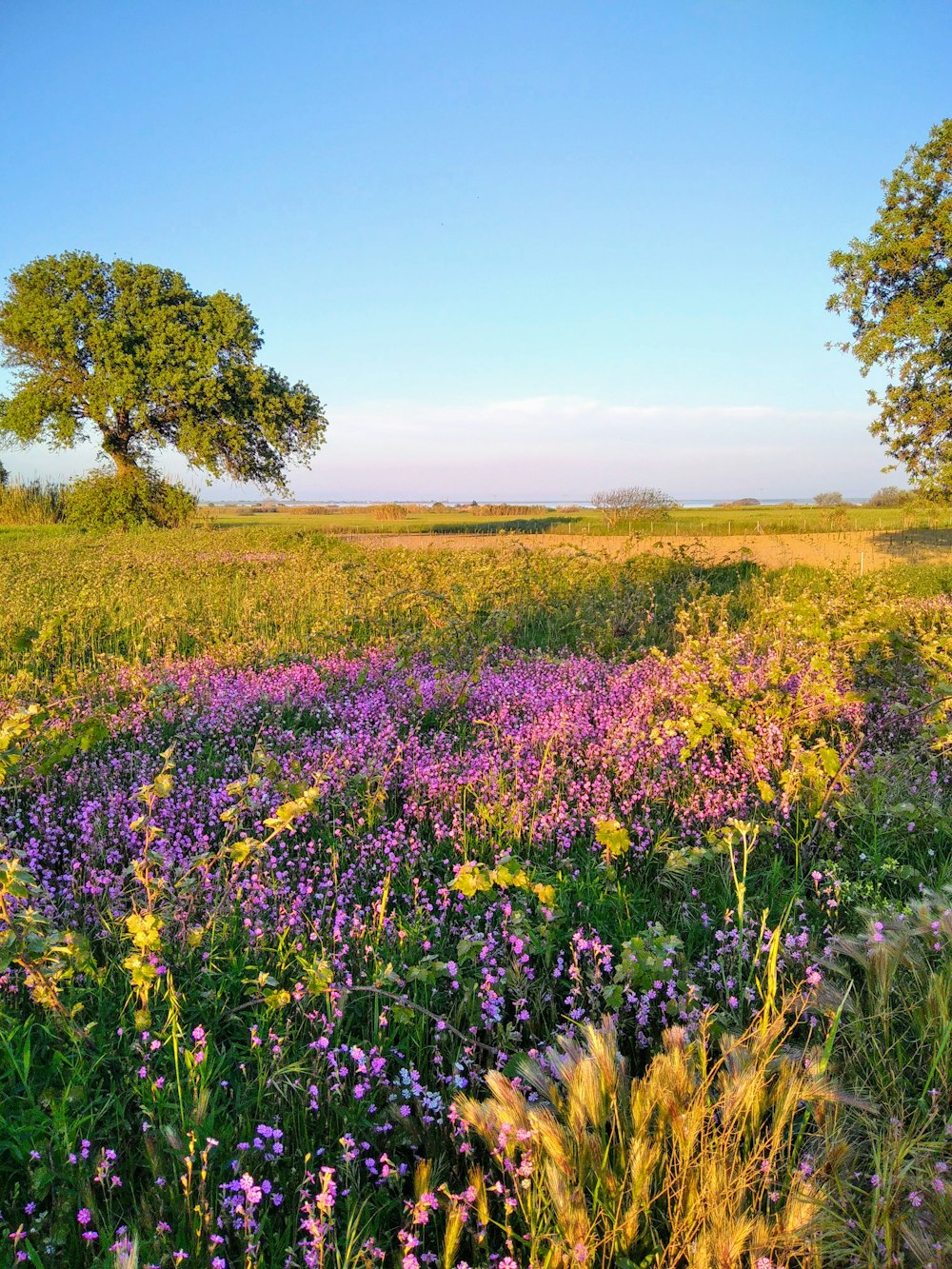 purple flower field during daytime