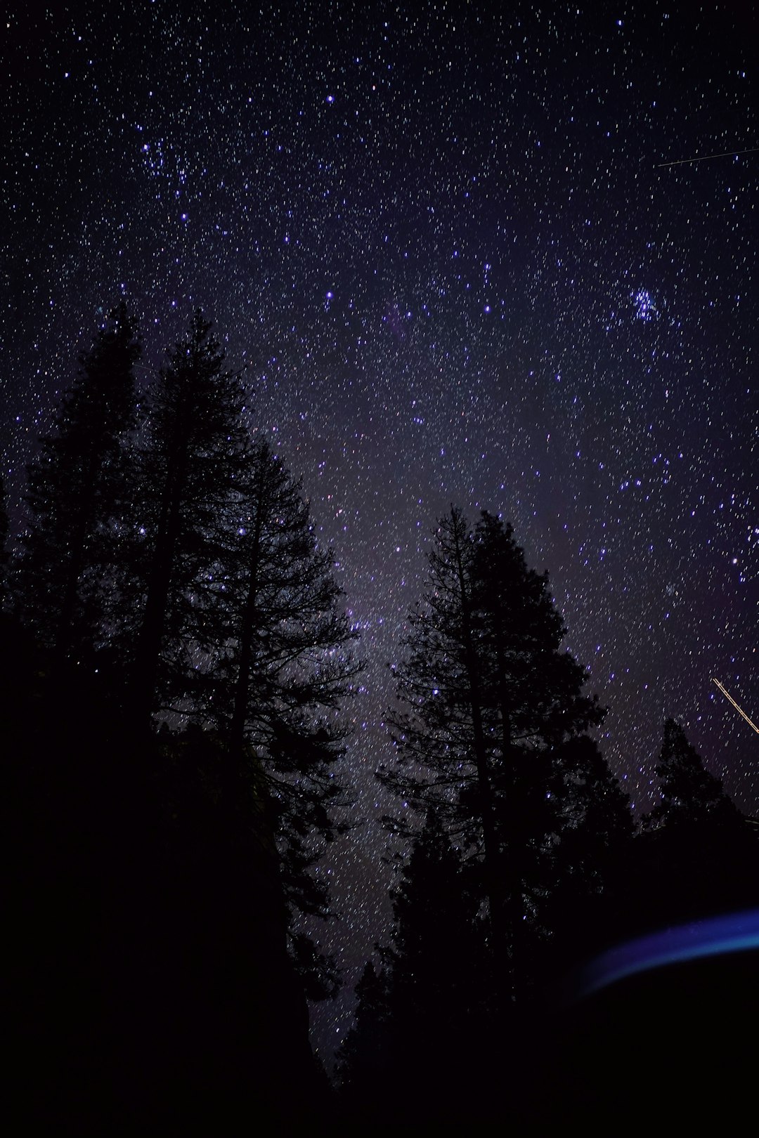 silhouette of trees under starry night