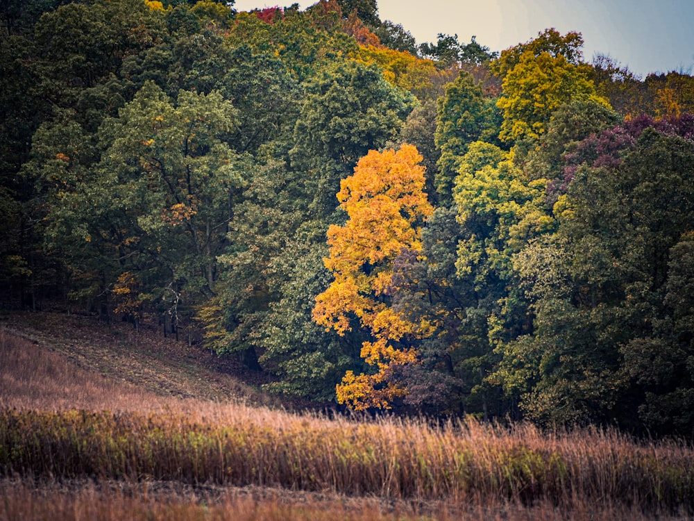 alberi verdi e gialli durante il giorno