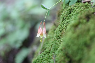 pink and white flower bud in tilt shift lens iowa google meet background