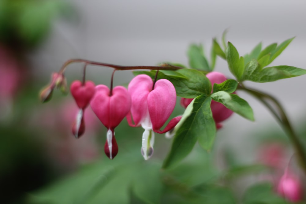 pink and green flower buds