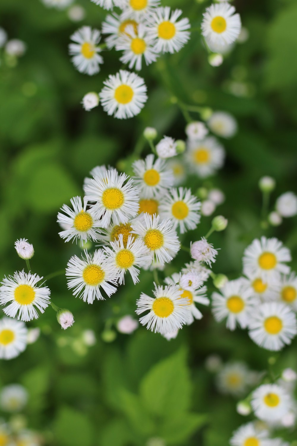 white and yellow flowers in tilt shift lens