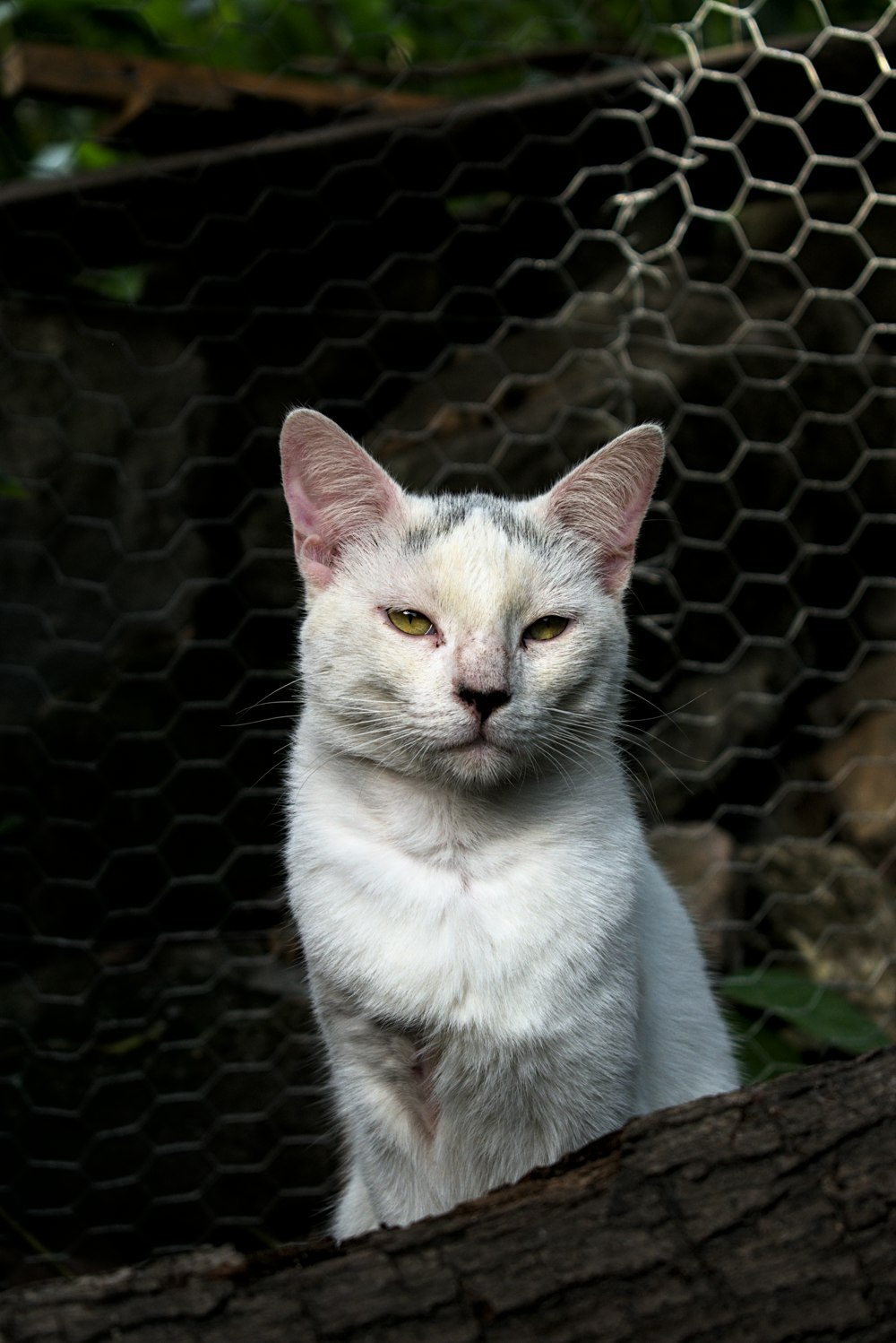 white and brown cat on brown tree