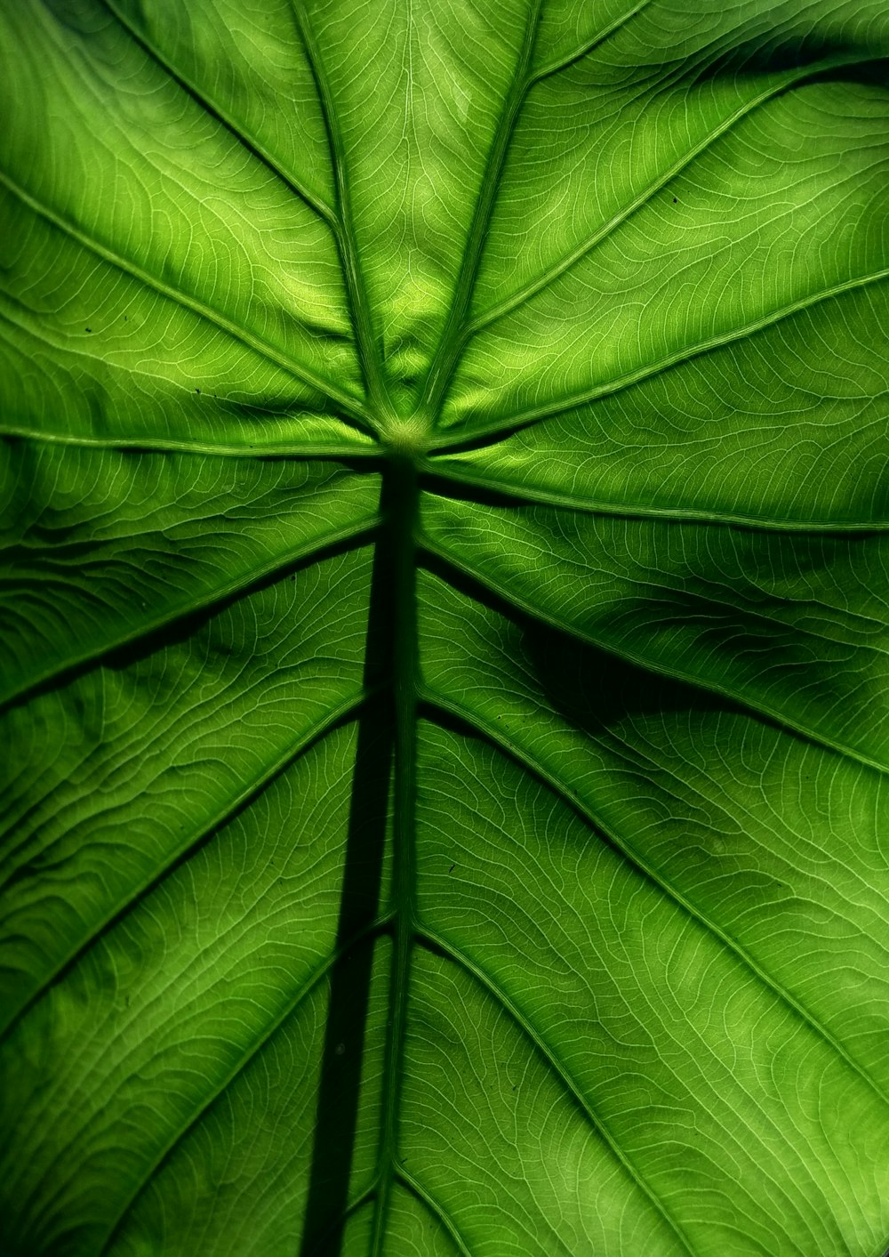 green leaf plant in close up photography