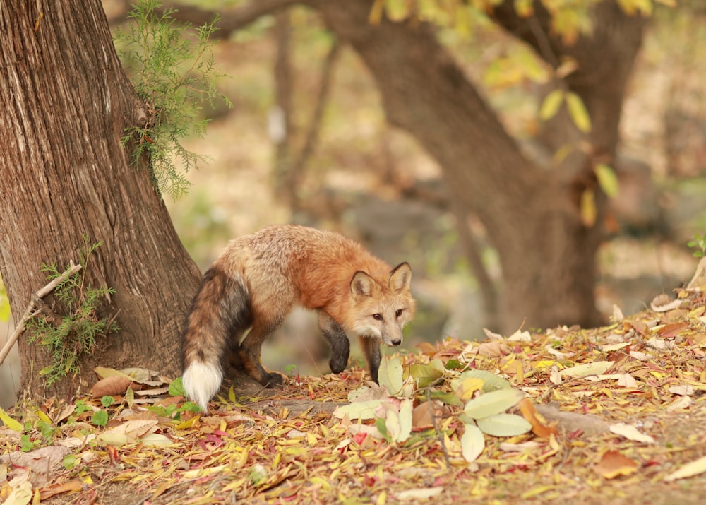 brown fox lying on ground with dried leaves