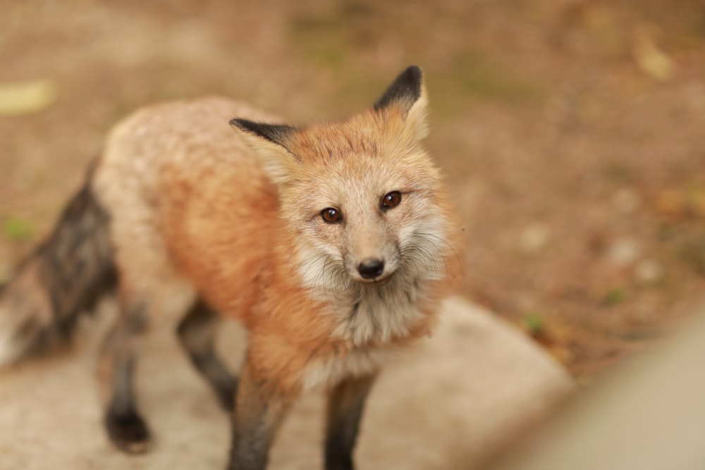 brown fox on brown rock during daytime