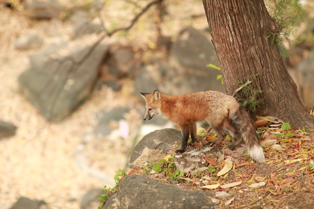 brown fox on brown rock during daytime