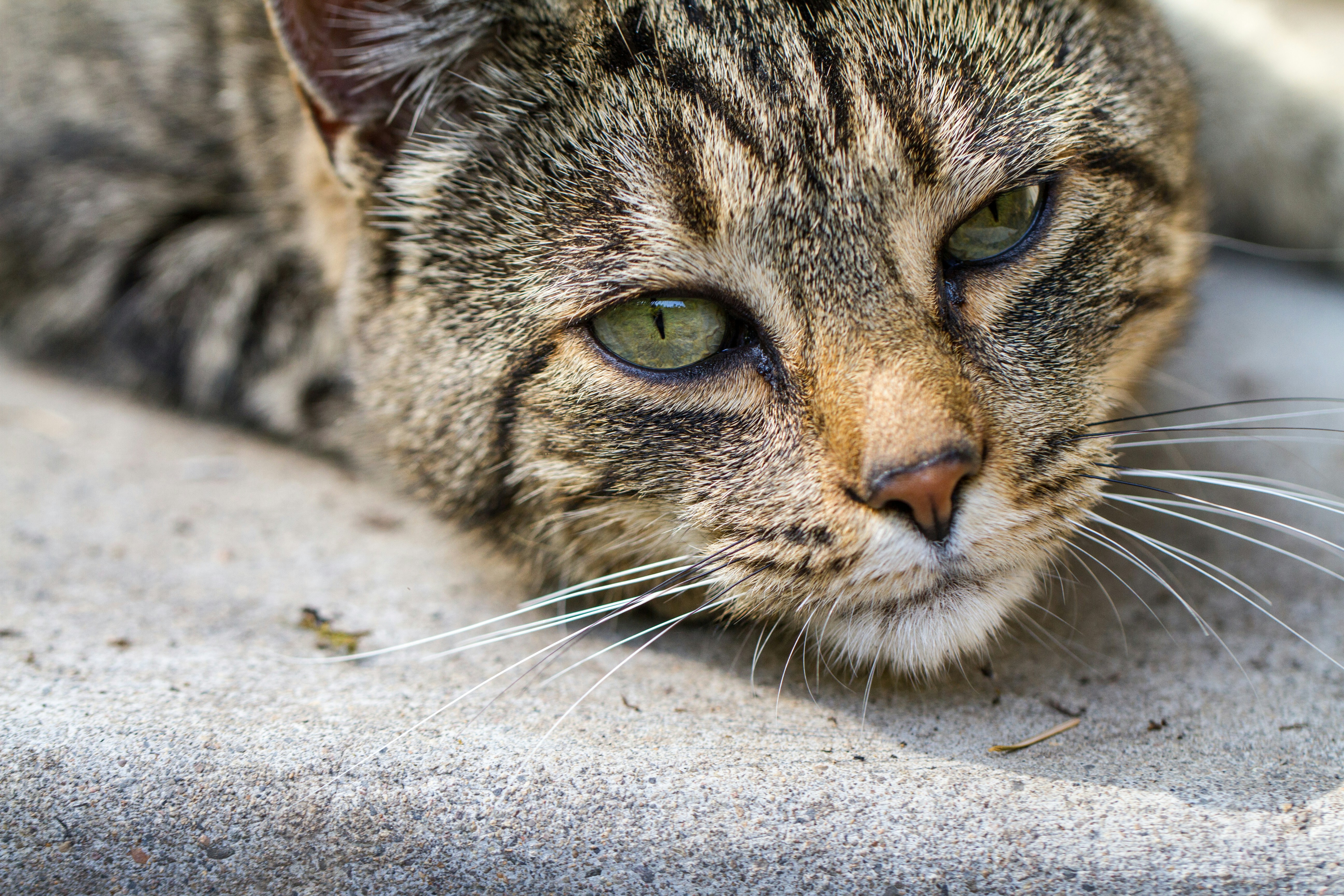 Feral Cats: The Silent Killers Threatening New Zealand's Biodiversity