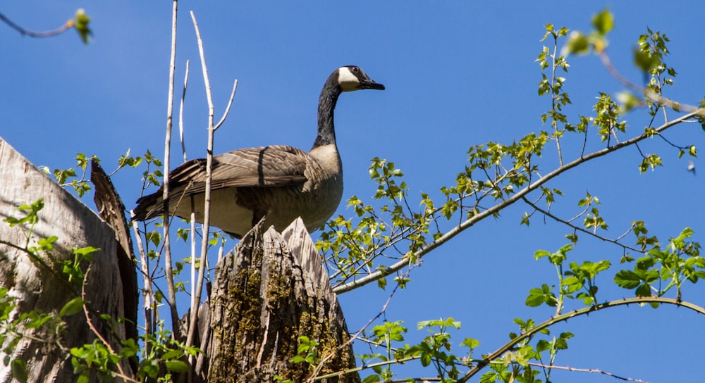 brown and white duck on brown tree branch during daytime