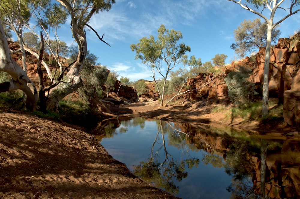 brown trees beside river under blue sky during daytime