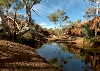 brown trees beside river under blue sky during daytime