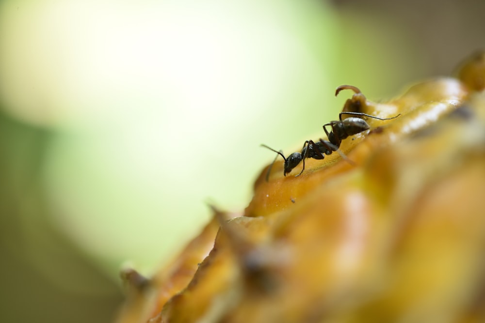 black ant on yellow flower in macro photography