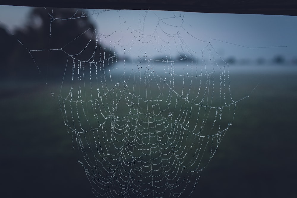 spider web with water droplets