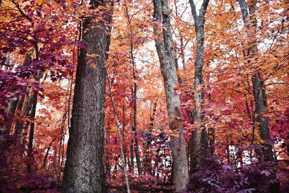 brown and red trees during daytime