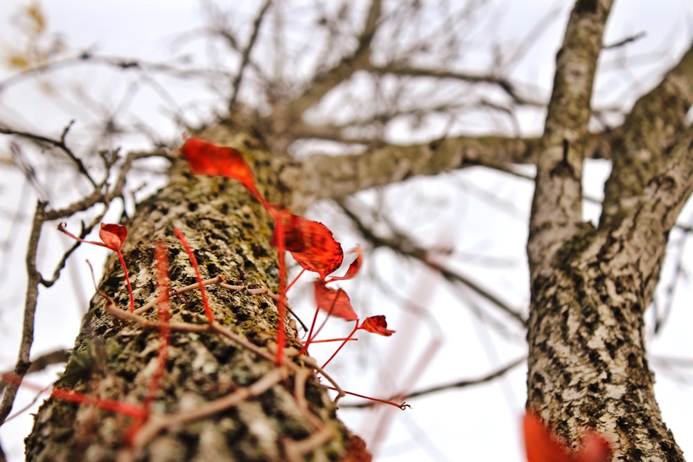 brown tree with red leaves