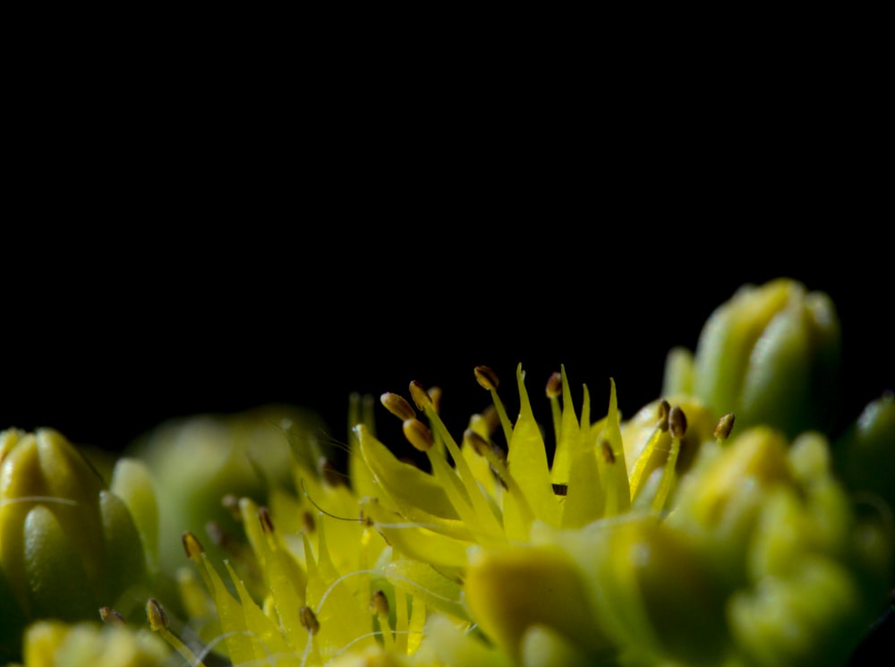 yellow flower buds in black background