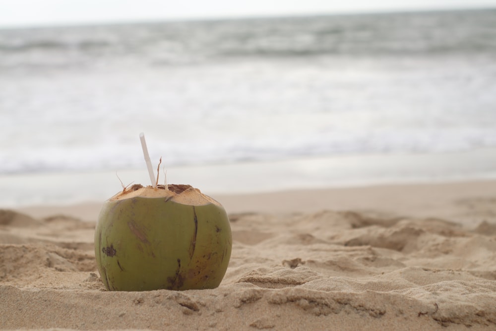 coconut fruit on beach shore during daytime