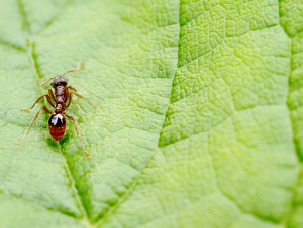 Duurzame ondernemingen durven zelf-concurrentie aan