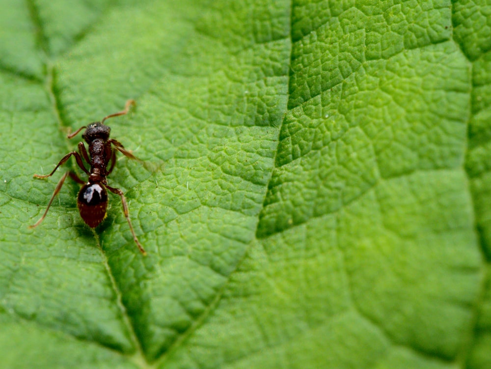 black ant on green leaf