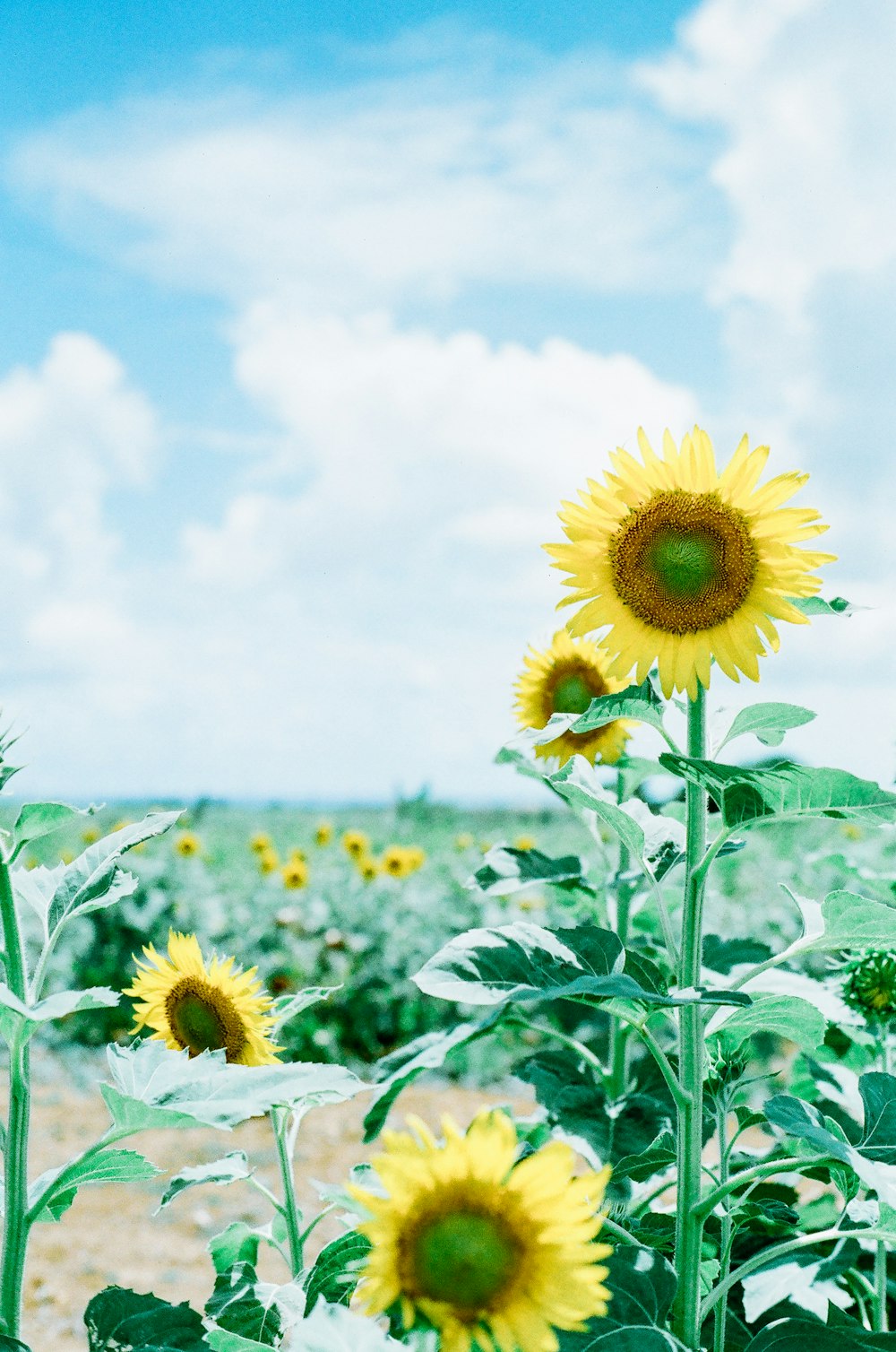 yellow sunflower field during daytime