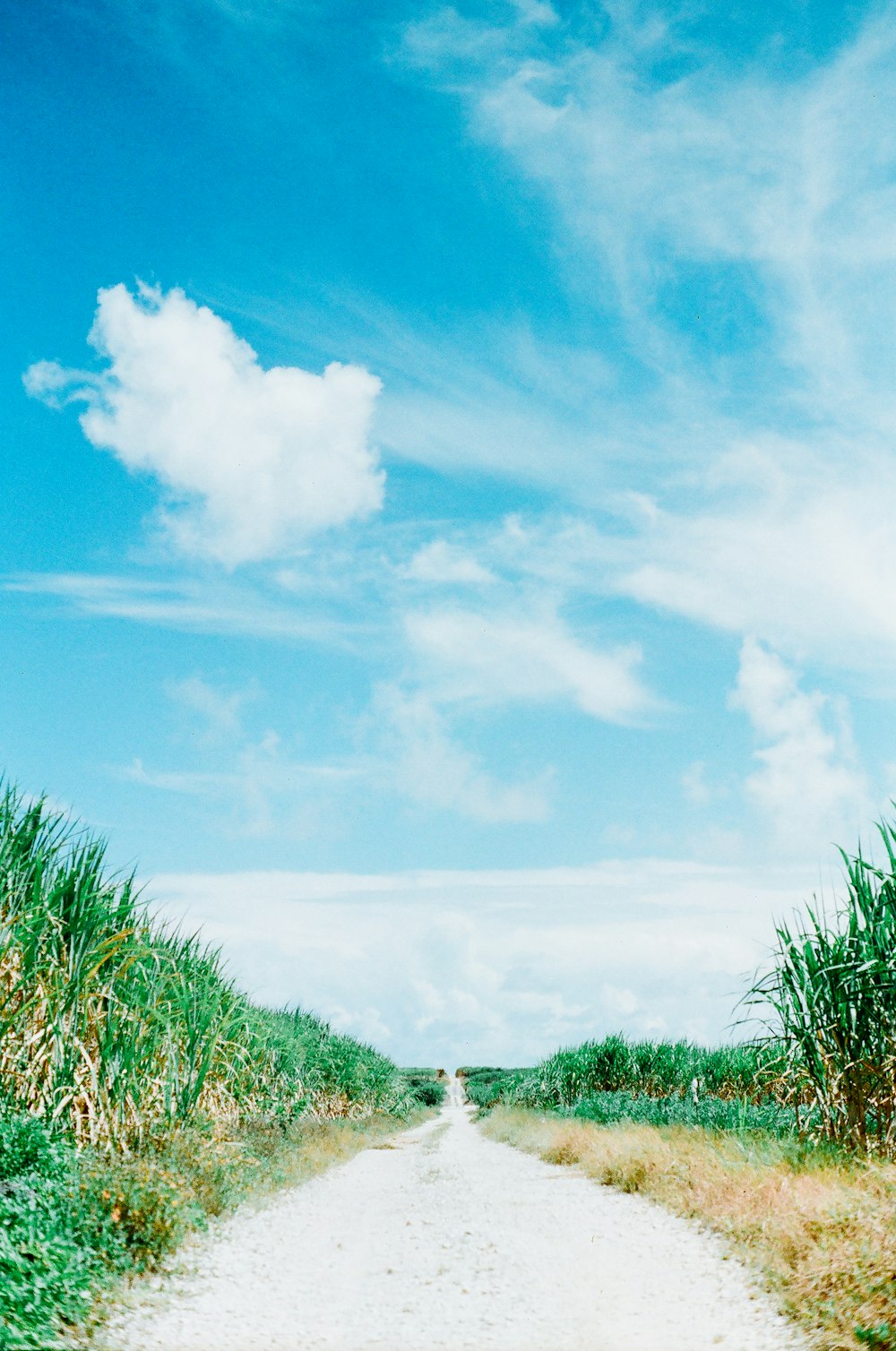 green grass field under blue sky and white clouds during daytime