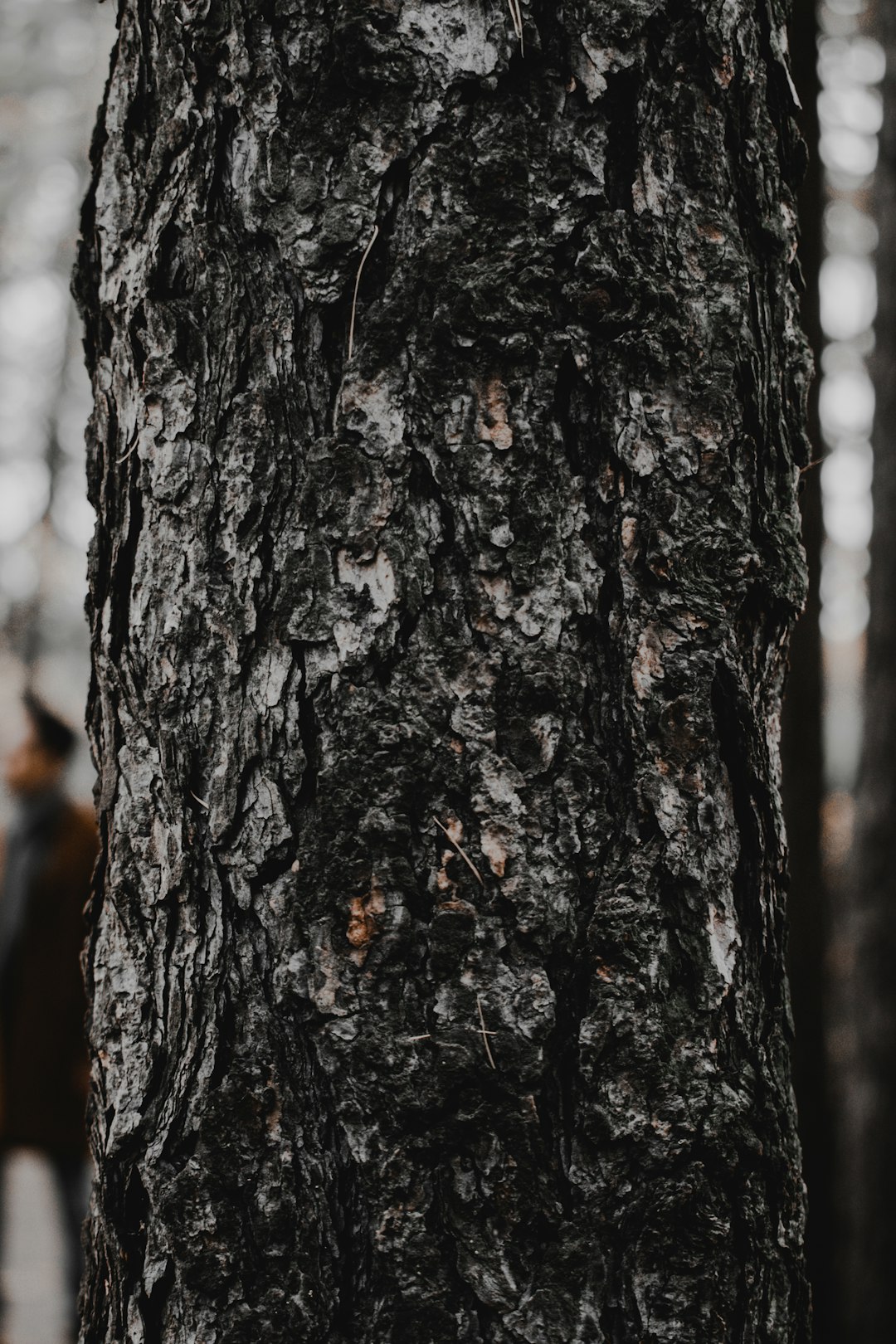 brown tree trunk in close up photography