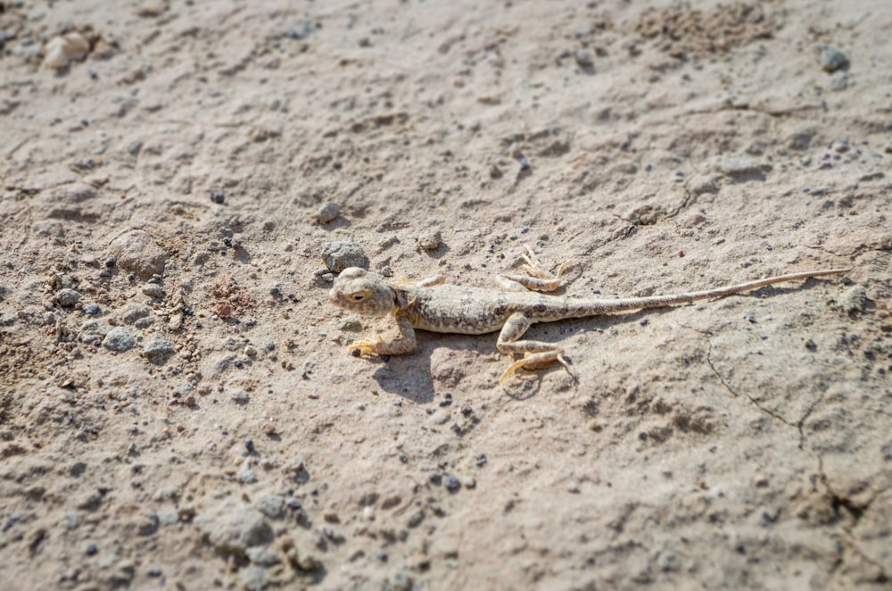 brown and black lizard on brown sand during daytime