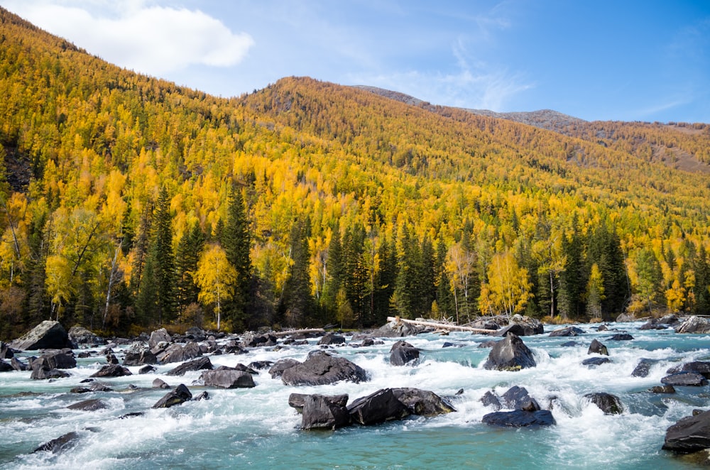 green and yellow trees beside river under blue sky during daytime