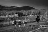 A rural scene with a cowboy on horseback herding two cows along a dirt road. The background features wooden fences and rustic buildings against a backdrop of rolling hills and trees.