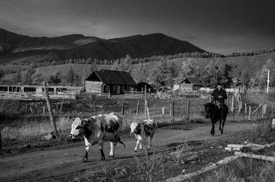 A rural scene with a cowboy on horseback herding two cows along a dirt road. The background features wooden fences and rustic buildings against a backdrop of rolling hills and trees.