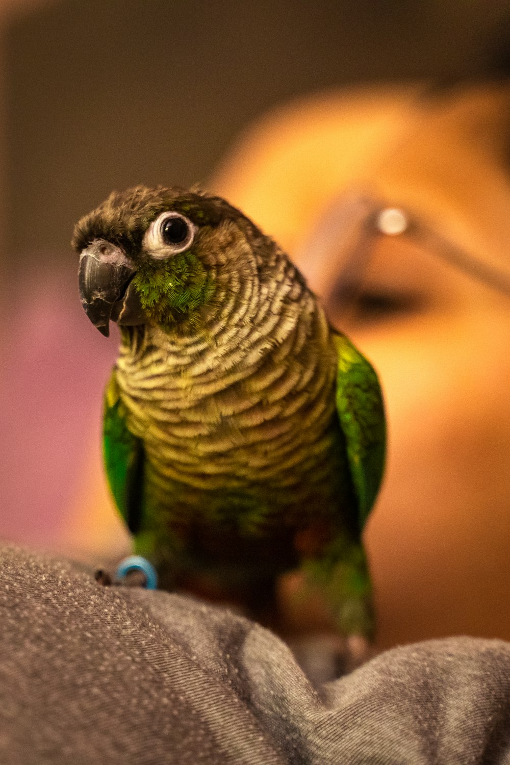 green bird on gray textile